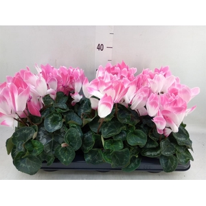 Cyclamen GR 'XL'