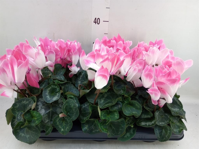 <h4>Cyclamen GR 'XL'</h4>