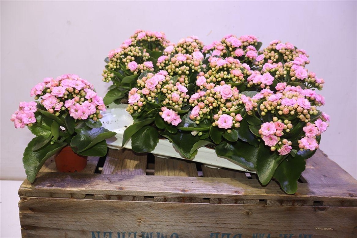 <h4>arr8 Kal Ge Perfecta Pink</h4>