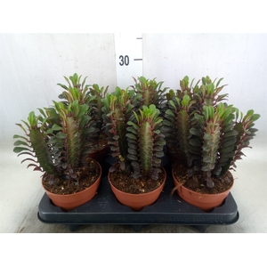 Euphorbia trigona 'Rubra'