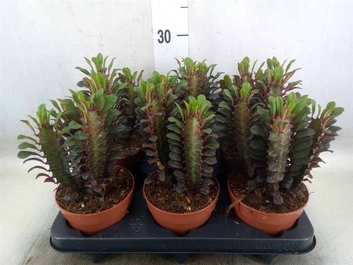 <h4>Euphorbia trigona 'Rubra'</h4>
