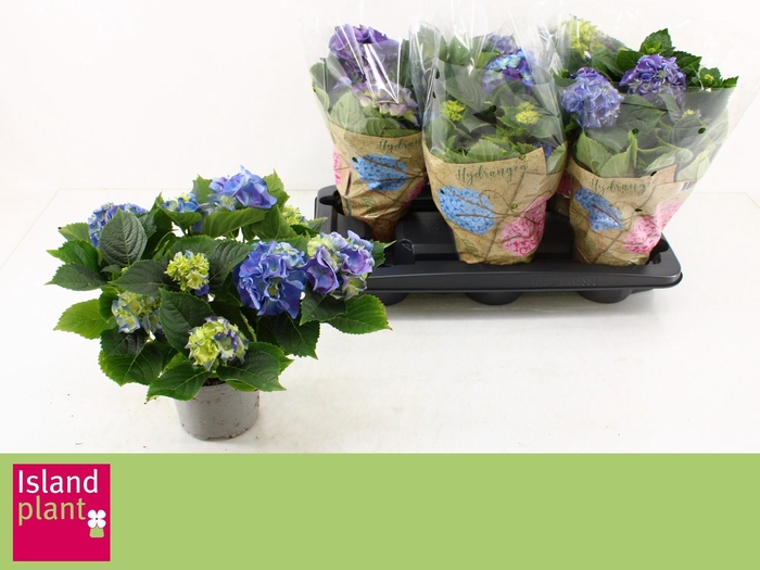 <h4>HYDR M EARLY BLUE</h4>