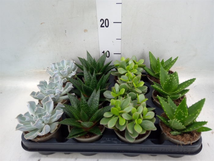 <h4>Succulents   ...mix 4</h4>