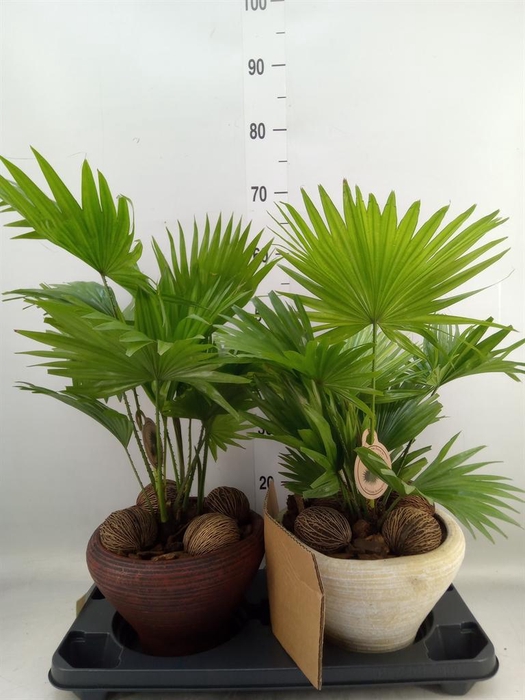 <h4>Livistona rotundifolia</h4>