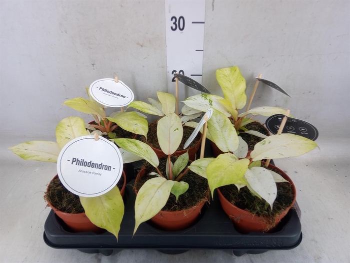 <h4>Philodendron   ...</h4>