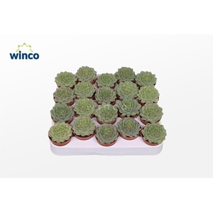 Echeveria Derenbergii Green