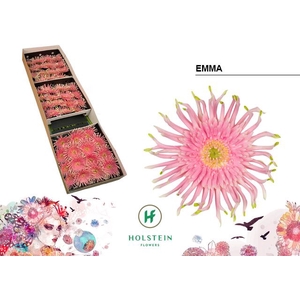 Gerbera Gerpasta Emma