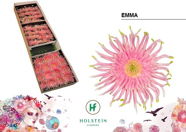 <h4>Gerbera Gerpasta Emma</h4>