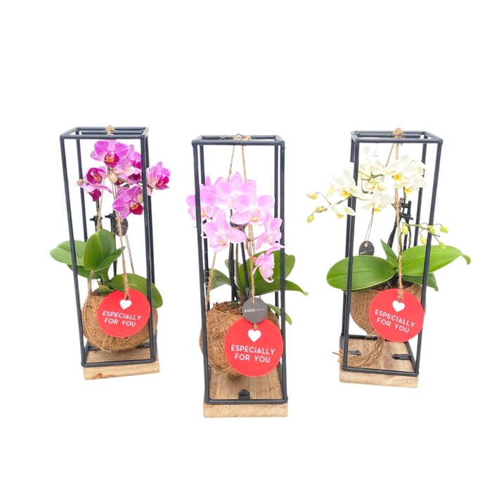<h4>Kokodama 9 cm Industrial Hanging Orchid 2 Tak</h4>