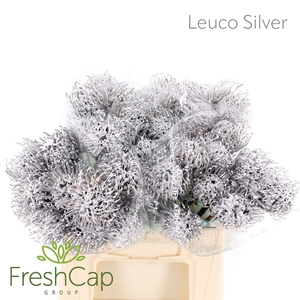 Leuco (klbh) Silver