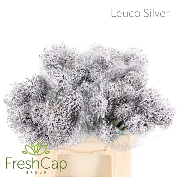 <h4>Leuco (klbh) Silver</h4>