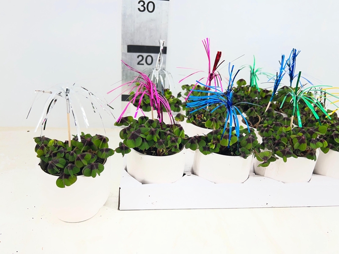 <h4>ARR PL IN SCHAAL</h4>