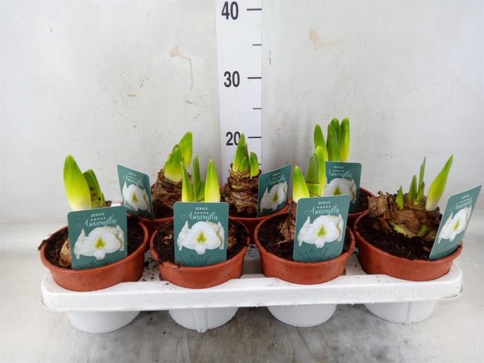 <h4>Hippeastrum   ...</h4>