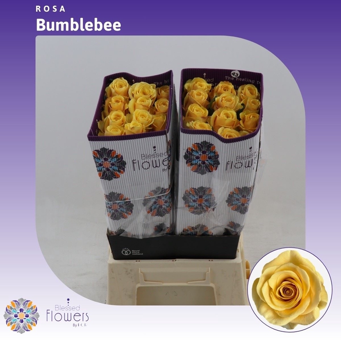 <h4>Rosa gr Bumblebee</h4>
