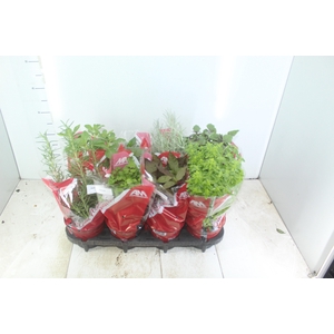 ERVAS AROMATICAS P15