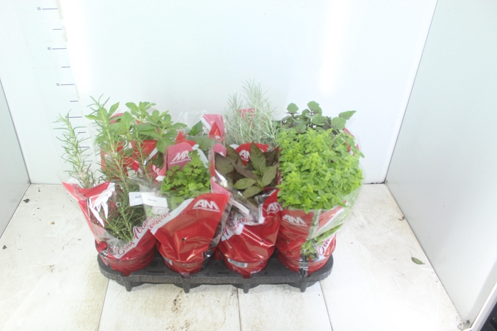 <h4>ERVAS AROMATICAS P15</h4>