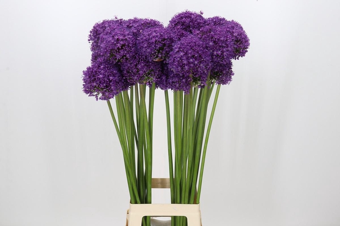 <h4>Allium Dark Knight</h4>