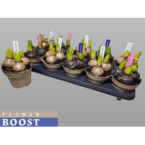 HYACIN PEAR GEM 4 KL