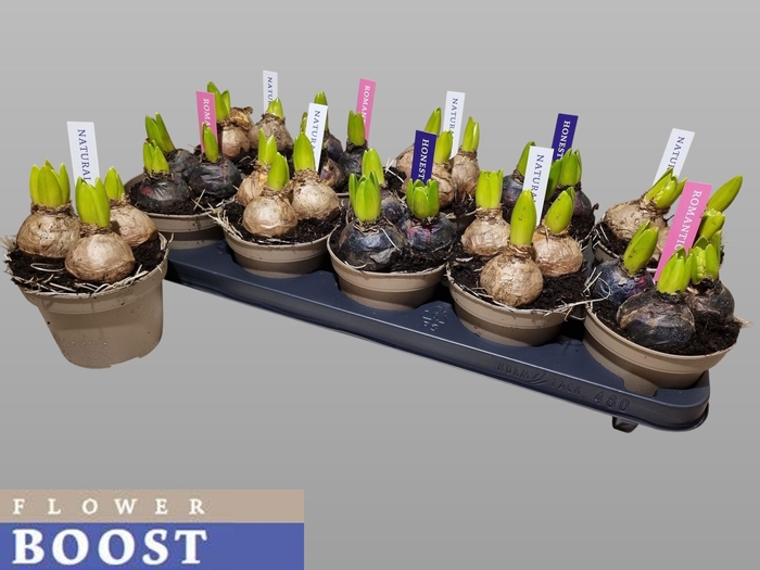 <h4>HYACIN PEAR GEM 4 KL</h4>