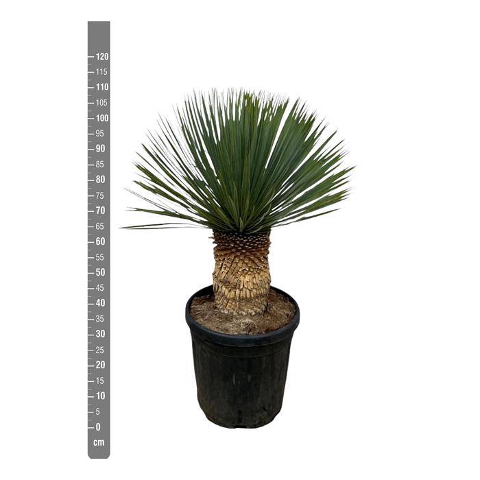 <h4>Yucca Rostrata 40Ø 120cm</h4>