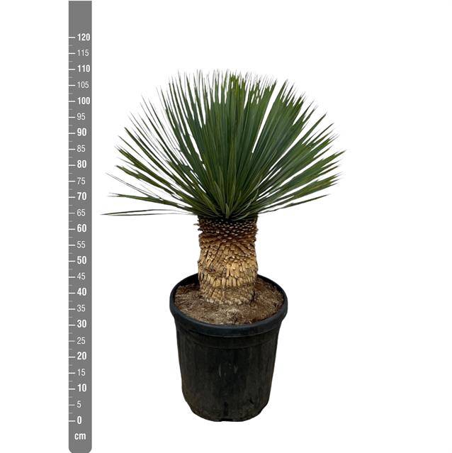 Yucca Rostrata 40Ø 120cm