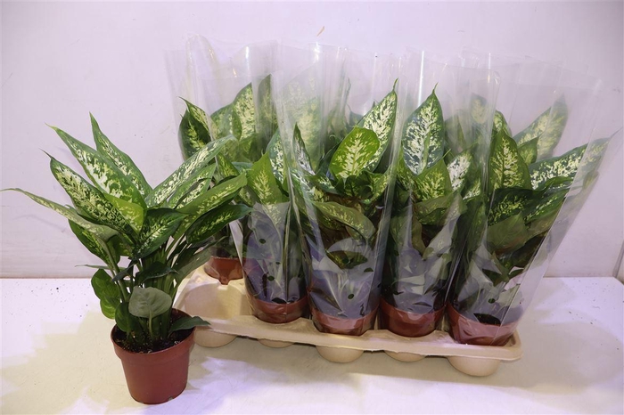 <h4>arr8 Dieff Compacta</h4>