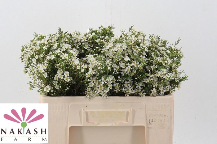 <h4>CHAME UN ARBEL</h4>