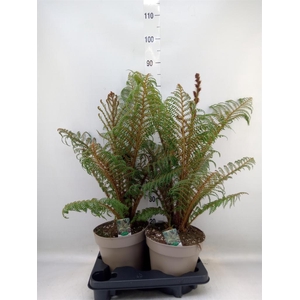 Cyathea tomentosissima