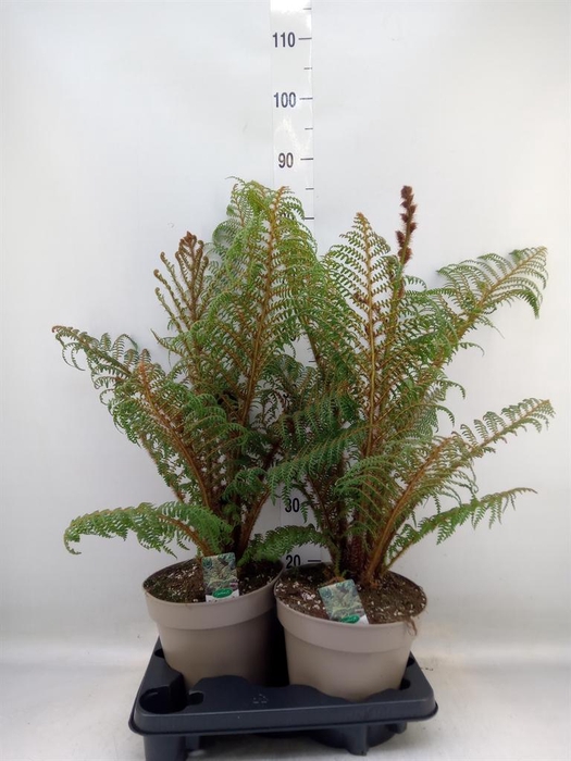 <h4>Cyathea tomentosissima</h4>