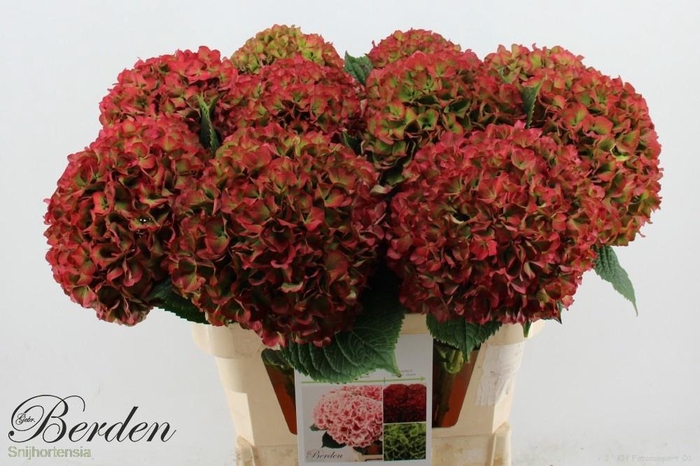 <h4>HYDR M GLOW ALPS CL</h4>