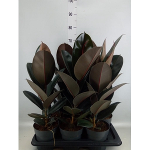 Ficus elastica 'Abidjan'
