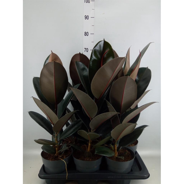 <h4>Ficus elastica 'Abidjan'</h4>