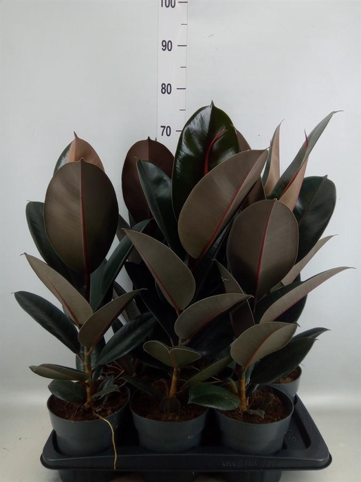 Ficus elastica 'Abidjan'