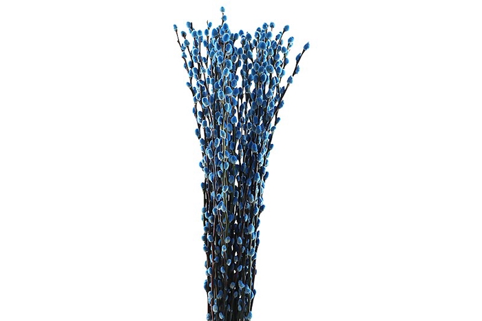 <h4>Salix Snowflake Klb Blue</h4>