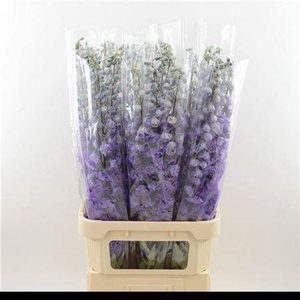 Delphinium Purple Heart