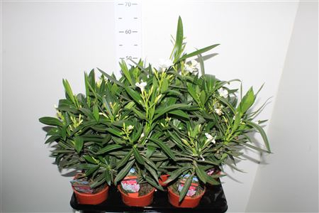 <h4>Neri Oleander 3 Branche</h4>