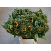 Helianthus Sunrich Orang
