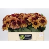 Dahlia Creme de Cognac