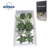 Aloe Mix (wincx) Cutflower Wincx-12cm