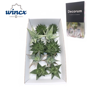 Aloe Mix (wincx) Cutflower Wincx-12cm