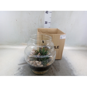 Arr.   Kamerplant Groen H%