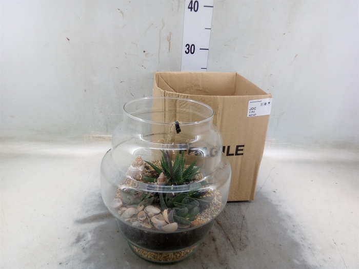 <h4>Arr.   Kamerplant Groen H%</h4>