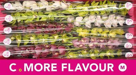 <h4>Cymb Mi Mixed</h4>