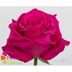 R Gr Pink Floyd Hot Pink 60cm EC