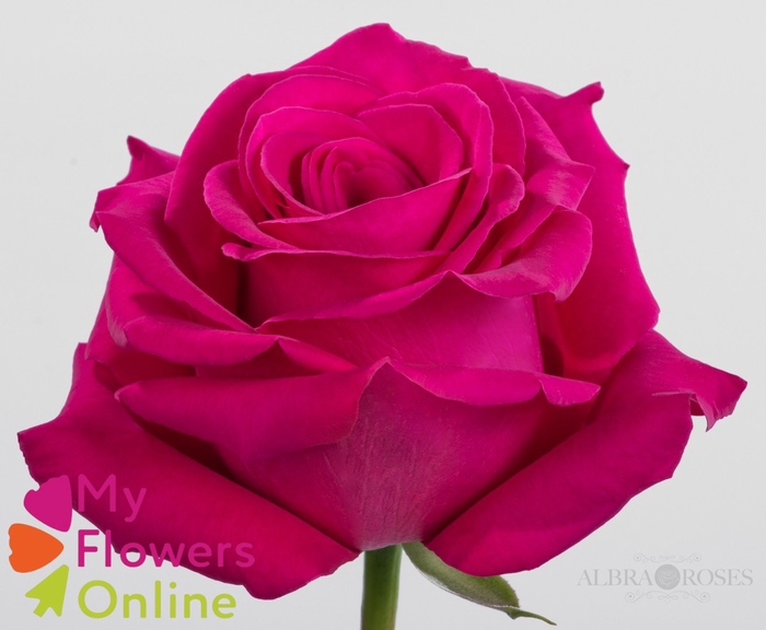 <h4>R Gr Pink Floyd Hot Pink 60cm EC</h4>