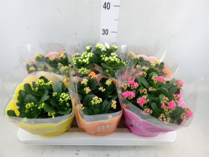 <h4>Kalanchoe blos.   ..rosebud mix  4</h4>