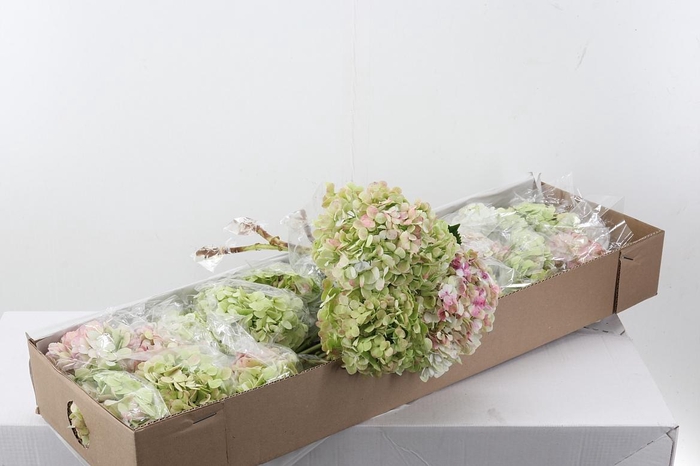 <h4>Hydr Ant. Green Box</h4>