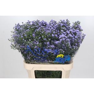 Aster Baby Blue