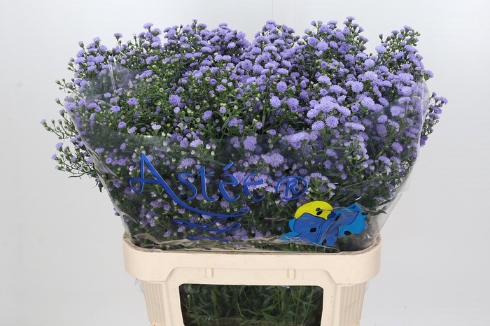 <h4>Aster Baby Blue</h4>