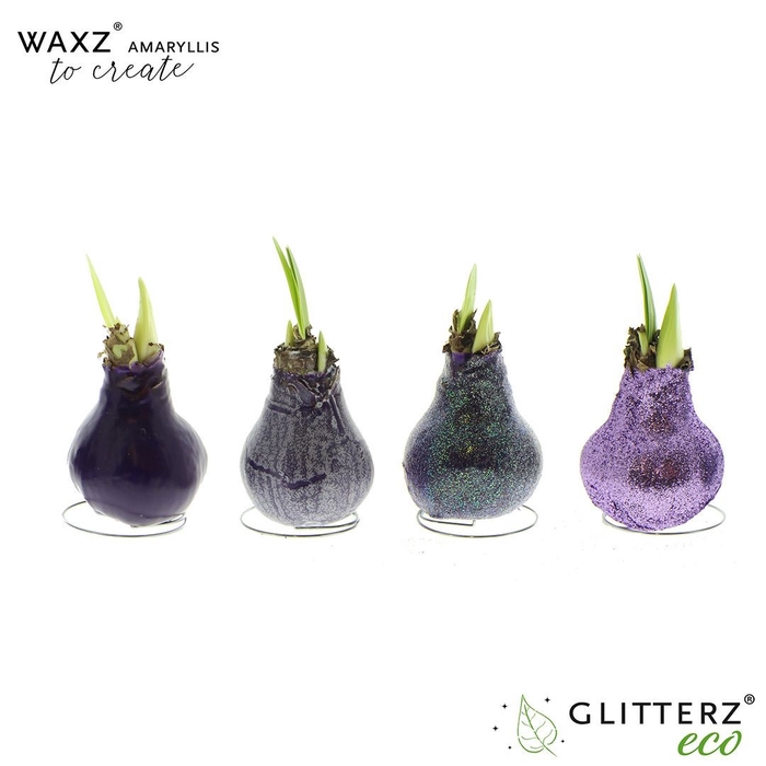 <h4>arr4 Amaryllis VH - Waxz Create Purple</h4>